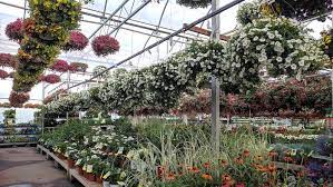Houston Nurseries For Plants Trees