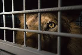 Image result for south africa jailed lion