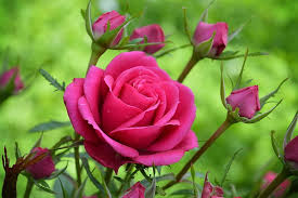 Rose Garden Flower Red Hd Wallpaper