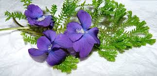violets flowers fern perfume garden