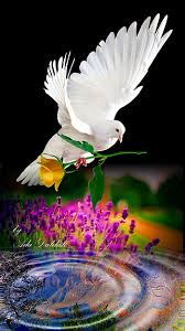 beautiful bird and flower hd wallpapers