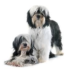Click here and let dogpack connect you with your new best friend today. Tibetan Terrier Temperament And Other Info Price Puppies Breeders