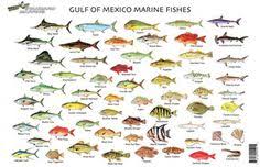 83 Best Fishing The Gulf Of Mexico Images Gulf Of Mexico