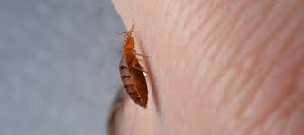 can bed bugs live in carpet your