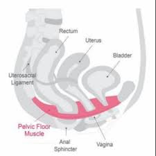 pelvic floor changes during pregnancy