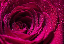 dark pink rose images browse 124 980