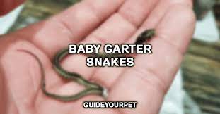 what do baby garter snakes eat full