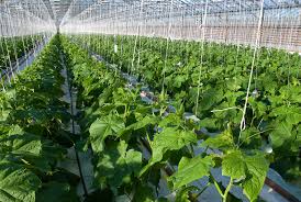 Greenhouse vegetable farming is the type of farming in which vegetable crops are grown in built structures (wood, plastic, metal and net). Greenhouse Vegetables Kimitec Agro Kimitec Group