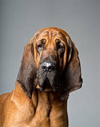 Bloodhound Dog Breed Information Pictures Characteristics
