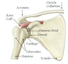 The shoulder is not a single joint, but a complex. Shoulder Joint Bones Courtesy Orthopedic Surgery Book Download Scientific Diagram
