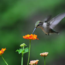 Creating A Hummingbird Haven In