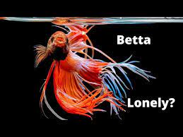 can betta fish get lonely betta fish
