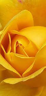 hd bright yellow rose wallpapers peakpx