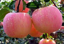 Apel granny smith memiliki pangkal buah yang rata dan menggelembung di kedua sisi. Tips Dan Trik Budidaya Tanaman Buah Apel Agar Cepat Berbuah Samudrabibit Com