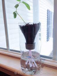 home hydroponics experiments