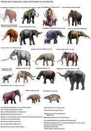 Prehistoric Proboscids Extinct Animals Mammals