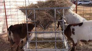 easy diy hay feeder for goats or calves