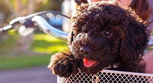 Schnoodle Dog Your Complete Guide To The Schnauzer Poodle