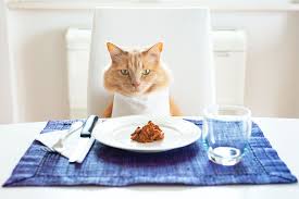 diy guide to homemade cat food