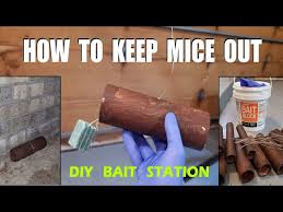 best mouse trap bait get rid of mice
