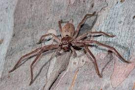Biggest in the world, the giant huntsman spider was discovered in 2001 in a cave in laos. Hundreds Of Huntsman Spiders Hatch In Viral Skin Crawling Video Sports And Political News The Latest Technology News Baptist