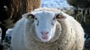 BBC - Earth - Sheep are not stupid, and they are not helpless either