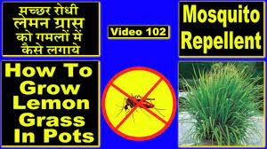 lemongr a mosquito repellent plant
