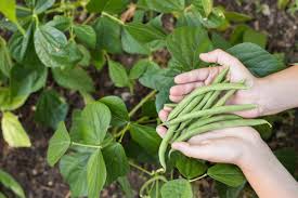 how to grow green beans growing guide