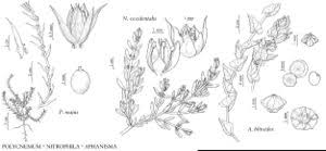 Chenopodiaceae - FNA