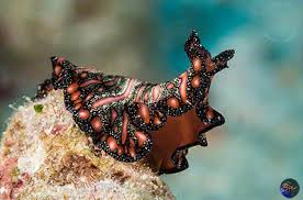 reef image stories flamboyant worms