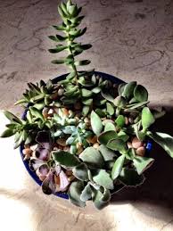 Succulent Dish Garden