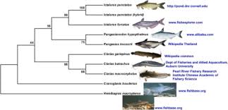 Fish Taxonomy Tree Related Keywords Suggestions Fish