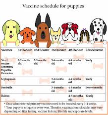Above on google maps you will find all the places for request dog vaccinations near me. Vaccinations El Cid Animal Clinic