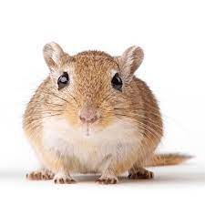 GERBIL definition and meaning | Collins English Dictionary