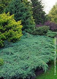 juniperus squamata blue carpet drupal