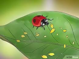 By staff writerlast updated apr 10, 2020 6:23:52 pm et. 3 Ways To Attract Ladybugs Wikihow