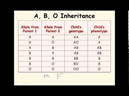 11 Ab Blood Type Genetics
