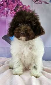 female toy poodle pups dogs puppies
