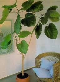 / sansevieria, anthurium, ficus e centinaia di altre piante per il tuo interno casa ti aspettano. 50 1000 Semi Ficus Auriculata Bonsai Pianta Da Appartamento Foglie Giganti Seeds Ebay