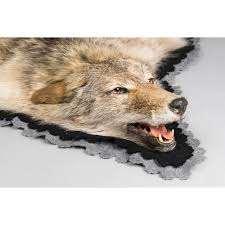 a taxidermy coyote skin rug with