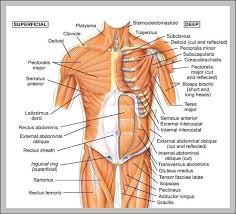 Human Body Muscle Online Charts Collection