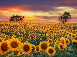 Gambar bunga matahari | siapa sihh yang tidak kenal dengan bunga idah yang satu ini, bunga matahari atau yang dikenal dalam bahasa inggris dengan nama sunflowers merupakan bunga yang bijinya sering dimanfaatkan sebagai cemilan. Manfaat Bunga Matahari Yang Belum Banyak Orang Tahu