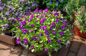 plants for spring container gardens