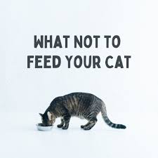 Rabbit and ground beef are acceptable for cats lovecured meats, but you have to restrict how much and how often they eat them because they contain excessive amounts of salt or pepper. Toxic Foods What Your Cat Should Never Eat Pethelpful By Fellow Animal Lovers And Experts