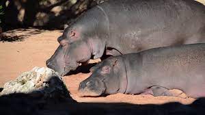 Como se aparean los hipopotamos