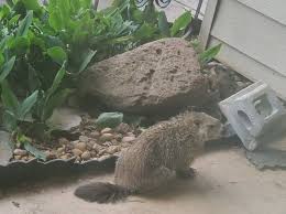 keeping groundhogs out of my garden