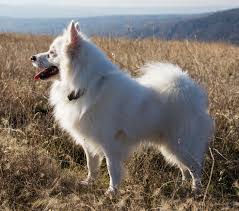 american eskimo dog puppies and dogs in