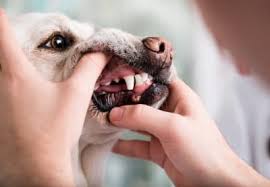 periodontal disease in dogs symptoms