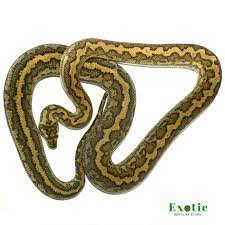 tiger coastal carpet python exotic