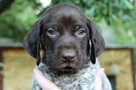 akc german shorthaired pointer breeders